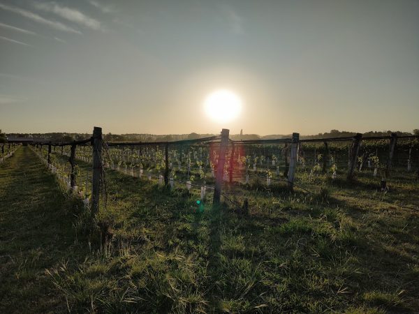 The wines emerging from Argentina’s Cordoba