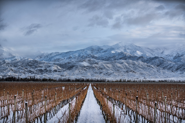 Where next for Argentina’s fine wine?