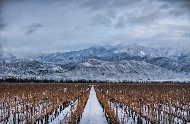 Where next for Argentina’s fine wine?