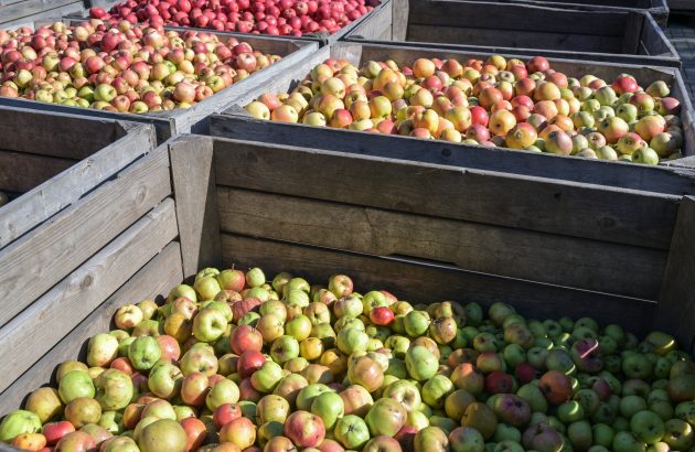 London cidery saves 13 tonnes of apples from rotting