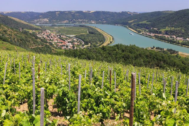 Rhône Valley 2022 vintage 'one of the best of the last five years'