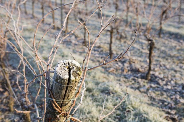 Mendoza frost reported by winemakers 