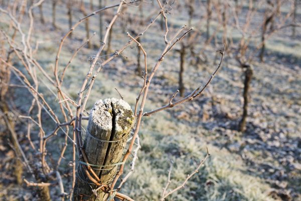 Mendoza declares emergency after late season frost