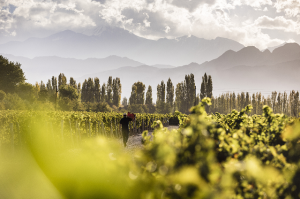 Fresh thinking: high-altitude Malbec in Mendoza