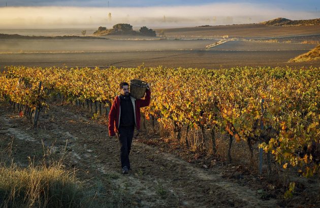 D.O. Navarra: adaptation through innovation