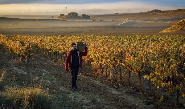 D.O. Navarra: adaptation through innovation