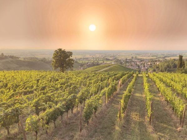 Twelve Italian wines for Christmas…