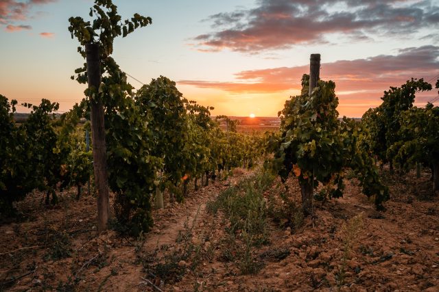 Launguedoc vineyards at sunset: Languedoc 2022 vintage is 'outstanding', producers say