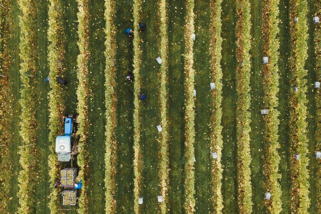 Birdseye view of vineyard being harvested: Balfour winery to grow both wine and beer offering as part of expansion plan