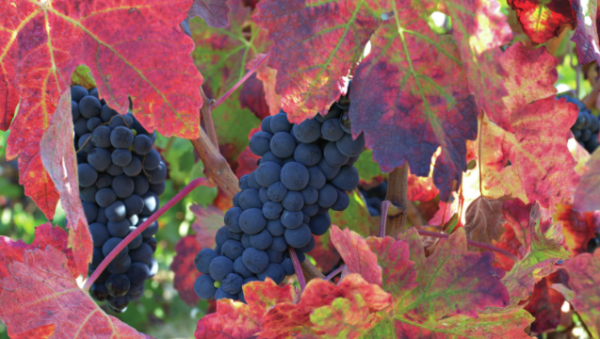 All the medal-winning wines from The Global Grenache Masters 2022