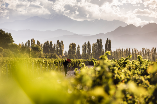 Argentina: spotlight on Malbec