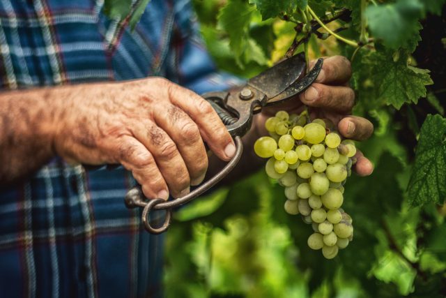 Mano dell'uomo che taglia l'uva da una vite con le cesoie: L'annata 2022 della Linguadoca è "eccezionale", dicono i produttori