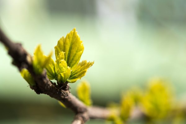 Project announced to turn minefields into vineyards in Ukraine