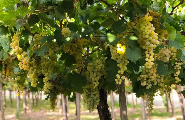 Why everyone’s talking about Argentina’s Criollas and orange wines