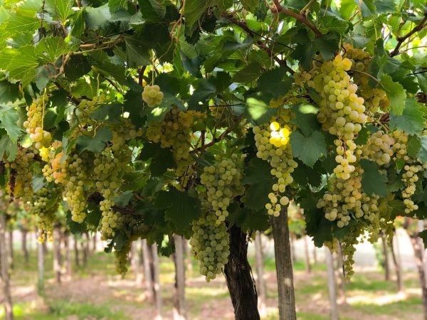 Why everyone’s talking about Argentina’s Criollas and orange wines