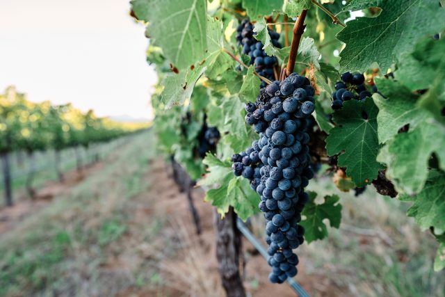 Boekenhoutskloof foregrounds 'Old World influence' over distinctly South African style