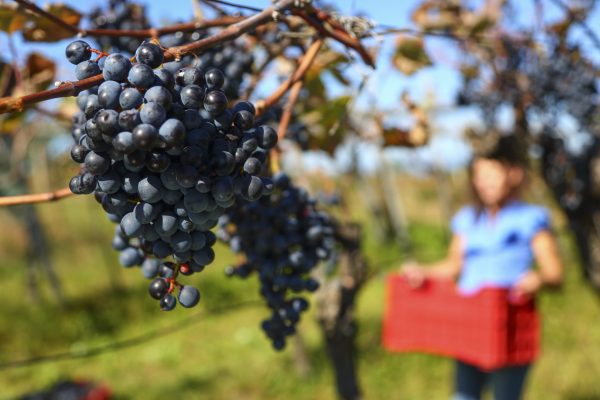 Predominantly Pinot Noir vineyard for sale in Sussex