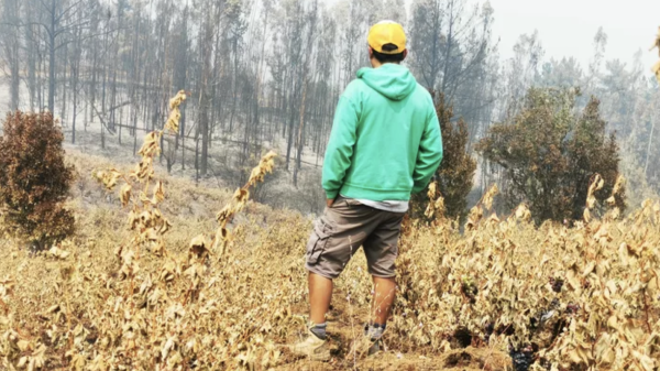300 hectares of old vines lost in Chile fires