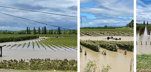 New Zealand harvest begins despite Cyclone Gabrielle damage