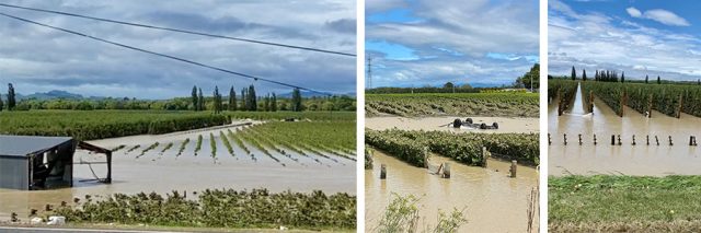 New Zealand harvest begins despite Cyclone Gabrielle damage