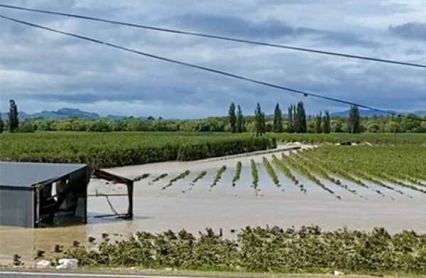 New Zealand harvest begins despite Cyclone Gabrielle damage