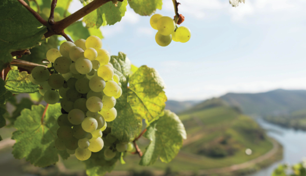 All the medal-winning wines from the Global Riesling Masters 2022