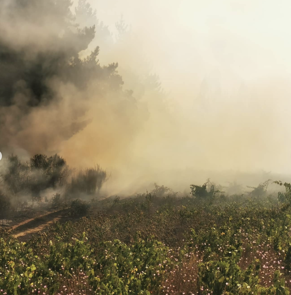 Wild fires rip through Chilean wine regions Itata and Bio Bio