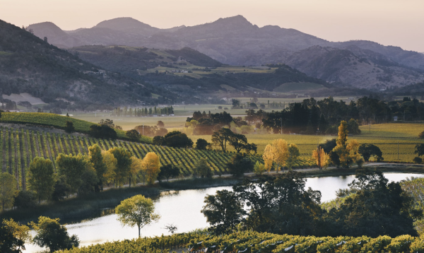 How Carmenère is finding a new home in Napa