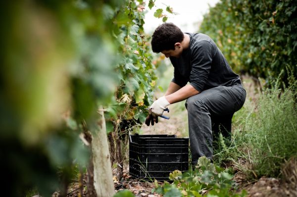 Argentina begins harvest early, with estimates for lowest yield since 1960