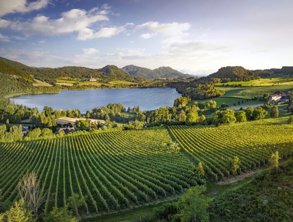 Austrian producers celebrate strong 2022 vintage