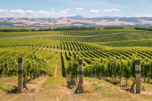Is Marlborough’s land already compromised?