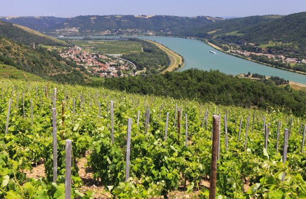 Rhône tasting celebrates wide range of wines from region