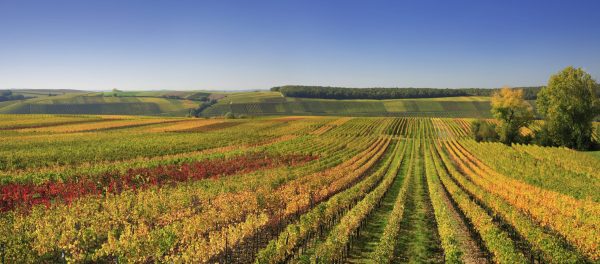 Bordeaux agrees fund to pull up thousands of hectares of vineyards