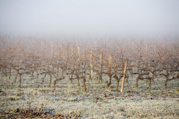 France to produce one of smallest vintages in a century