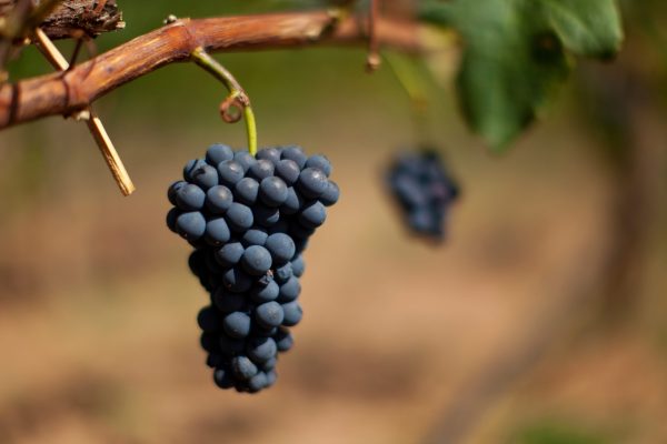 Stone Age humans planted vineyards 11,000 years ago