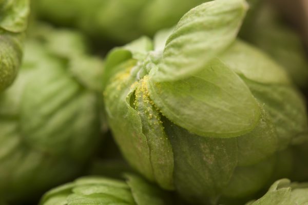 Will brewers take advantage of the cryo hop trend?