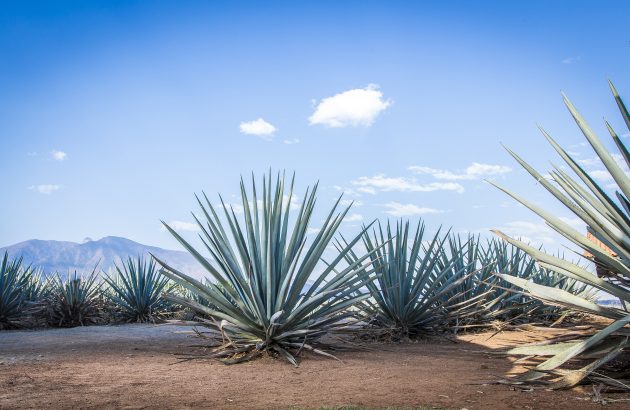Trump’s tariffs set to shake tequila and mezcal markets