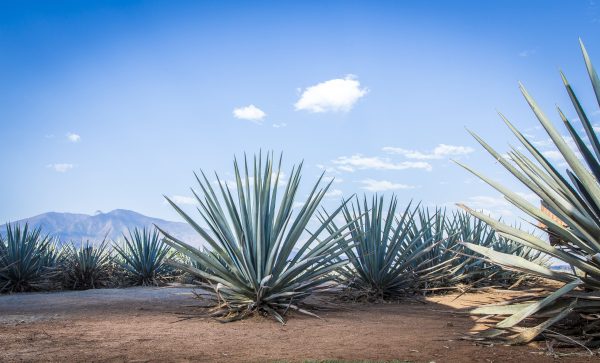 Trump’s tariffs set to shake tequila and mezcal markets