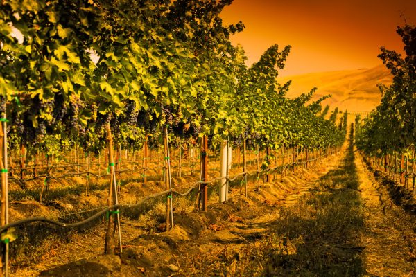 db recommends: Washington State Wines Grand Tasting