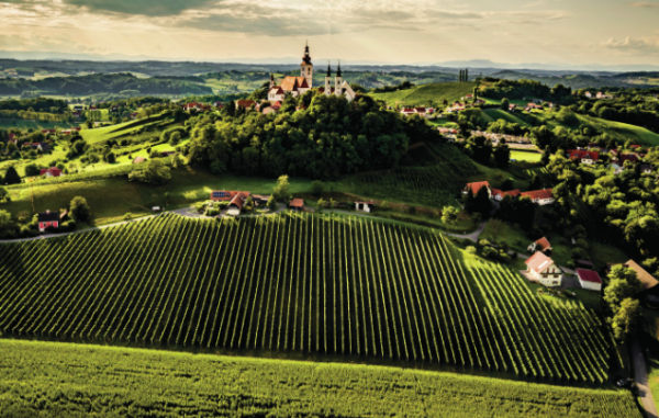 The future is bright for Austrian Sauvignon Blanc