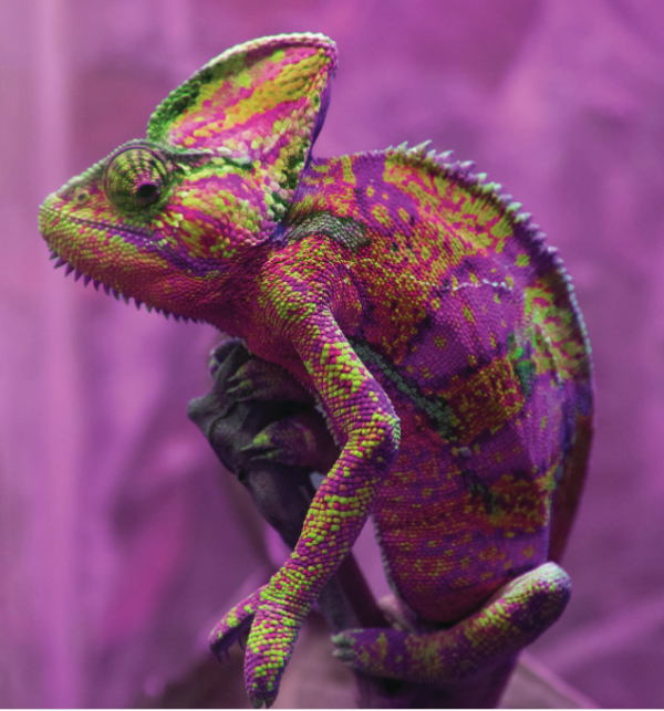 Spain’s ‘chameleon grape’ is becoming a national treasure