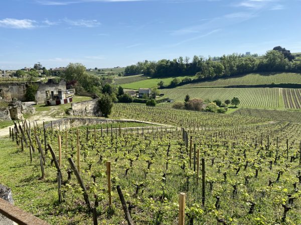 Bordeaux 2022 vintage report: Mysterious majesty forged from the enigma of climatic excess