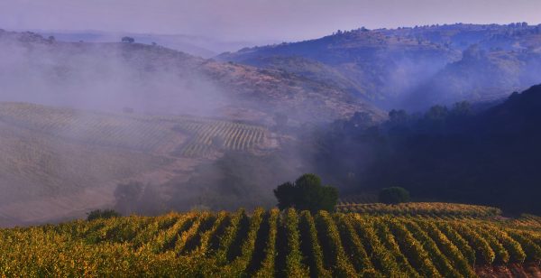 Chile’s winemakers rise above fire damage