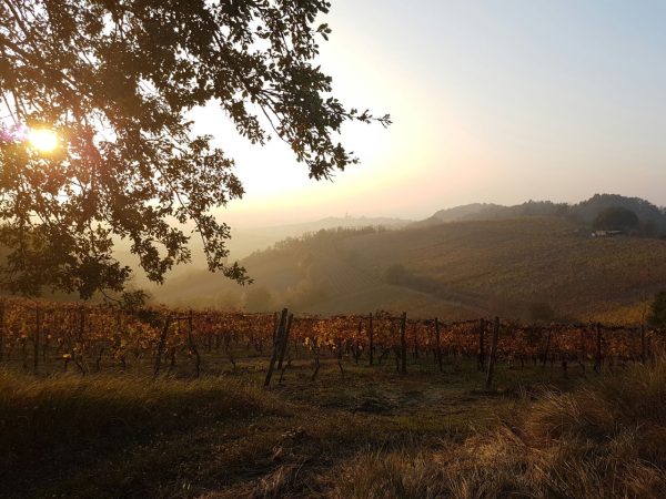 Derthona: the new-old Italian white protagonist