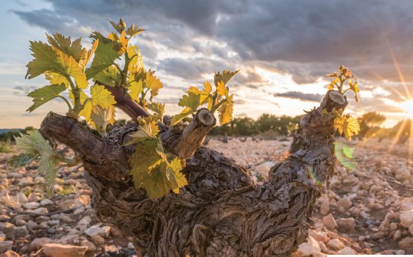 Underrated, ungrafted, and organic: Jumilla