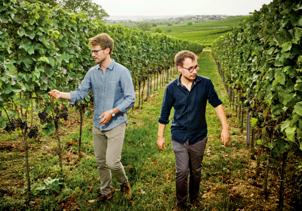 Could Zweigelt be the new Pinot Noir?