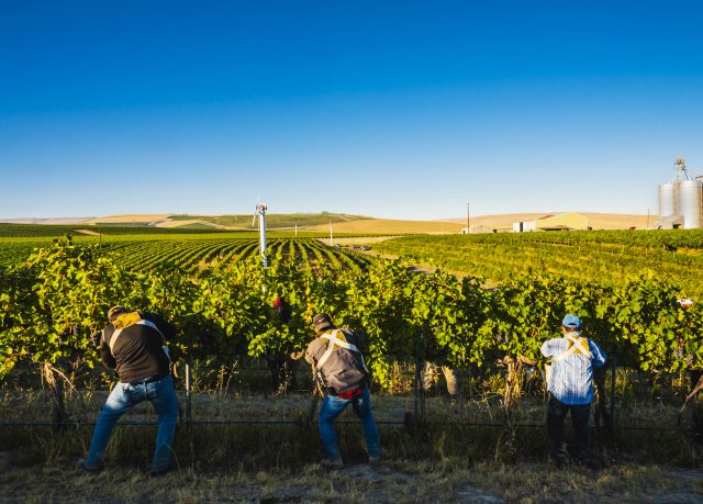 Hispanic vineyard workers harvesting grapes at Seven Hills Vineyard in Walla Walla, Washington