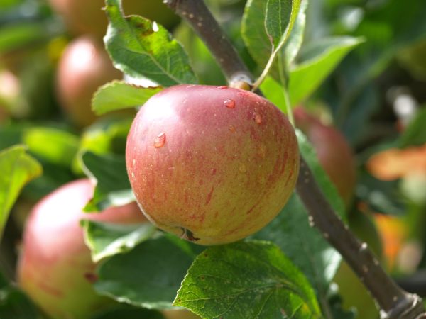 Craft cider grows, while flavoured cider sales wane