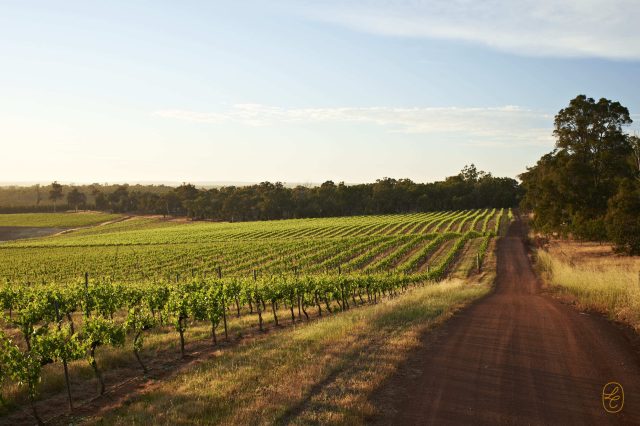 Western Australian producer Cherubino joins Hatch Mansfield in the UK