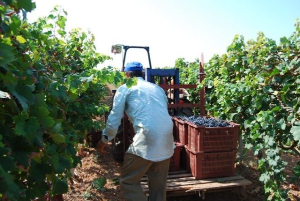 Commitment to sustainability and heritage sees Manduria shine